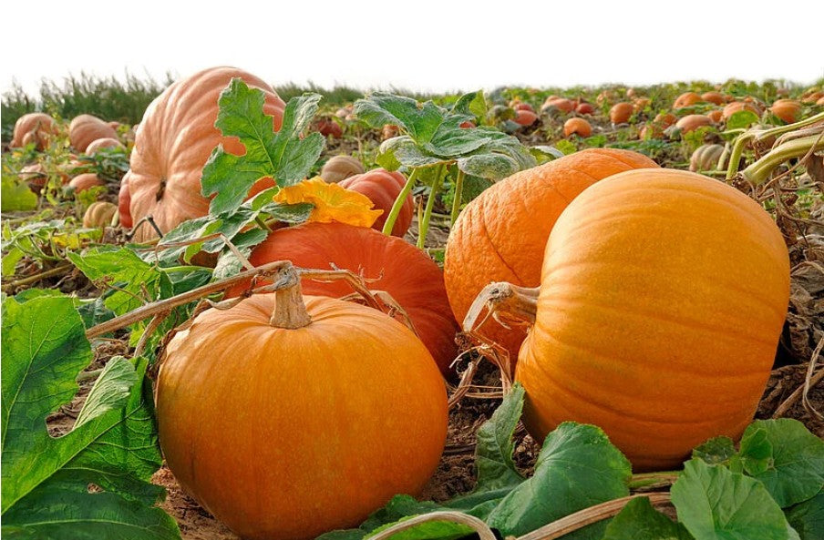 🍁 “Hello, Pumpkin!