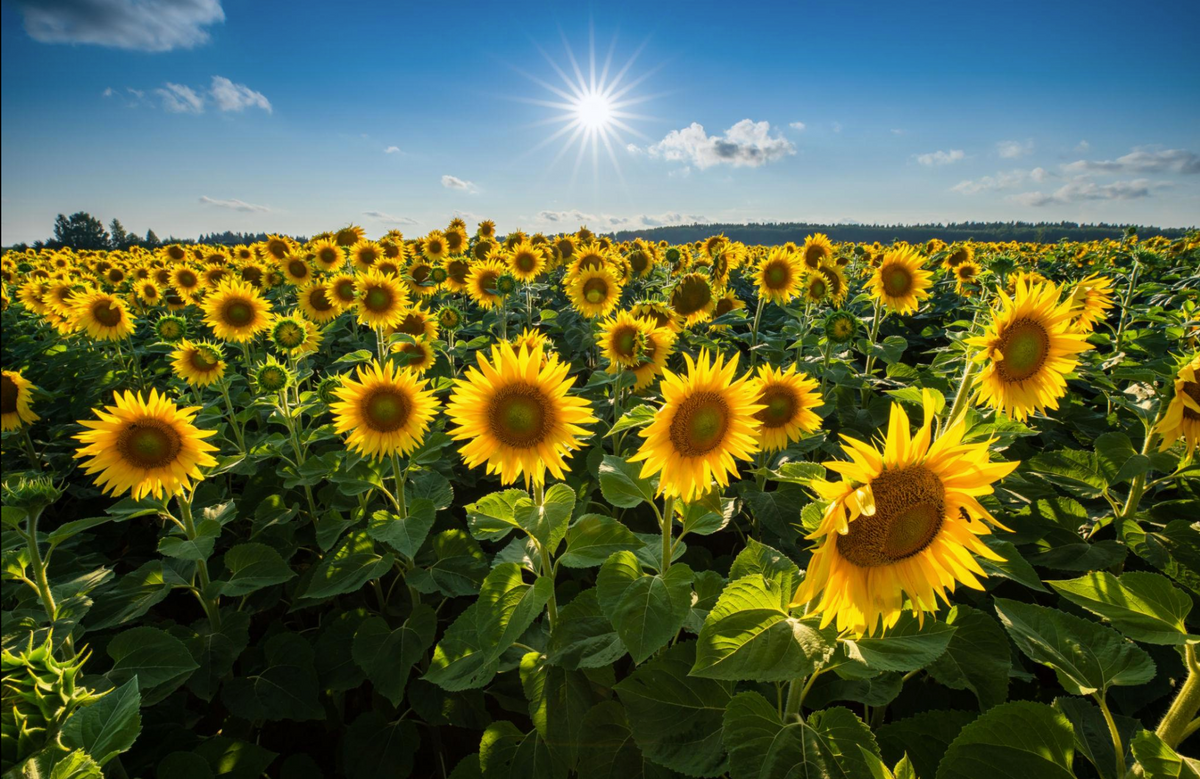 Stand Tall Like a Sunflower ⭐