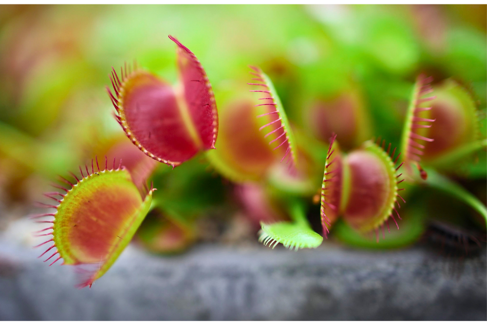 Wonders in the Green World